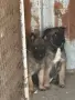 белгийски овчарки малиноа , снимка 5