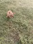 Чистокръвни пинчери !, снимка 1