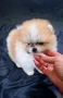 Померан мини мъжко , снимка 7