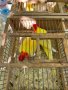 Продавам папагали розели - Лутино , снимка 2