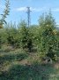 Продавам ябълкова градина, снимка 12