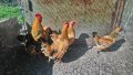 Джинки елитни, снимка 1 - Кокошки и пуйки - 44807173