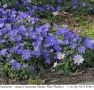 Анемоне – синьо (Anemone blanda 'Blue Shades') –  грудки, снимка 1
