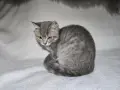 Британска/ Шотландска , снимка 5