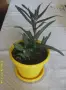 Продавам цвете "Алое", снимка 2