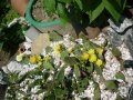 Студоустойчиви кактуси Опунция (Бодлива круша) подходящи за Вашата красива градина, снимка 16