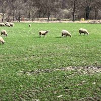 Овце порода "Средно родопска", снимка 11 - Овце - 44244449