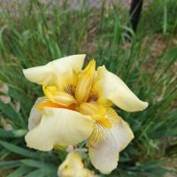 Перуника,ирис - червен,жълт,лилав високи, снимка 3 - Градински цветя и растения - 37148734