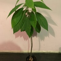 Авокадо, снимка 1 - Стайни растения - 37528724