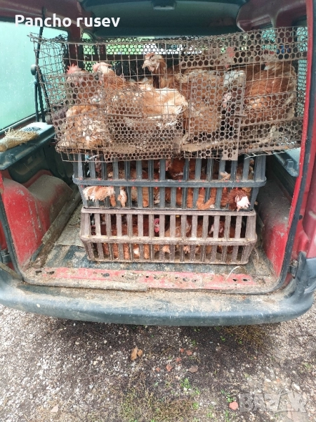 продават се червени кокошки , снимка 1