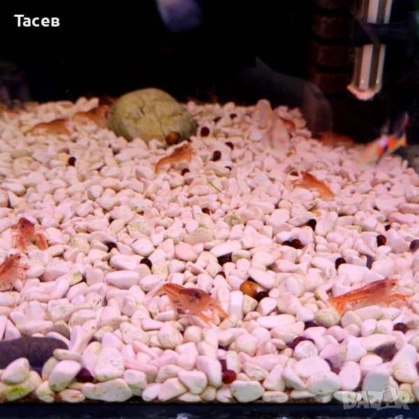 Мини рачета, снимка 1