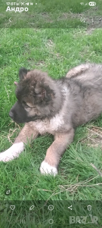 кавказка овчарка мъжко на два месеца, снимка 1