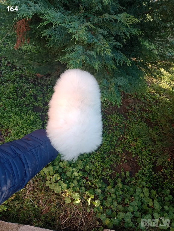 Померан. Реални снимки от 26.12.25 год. , снимка 1