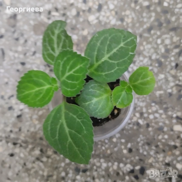 разменям, снимка 1