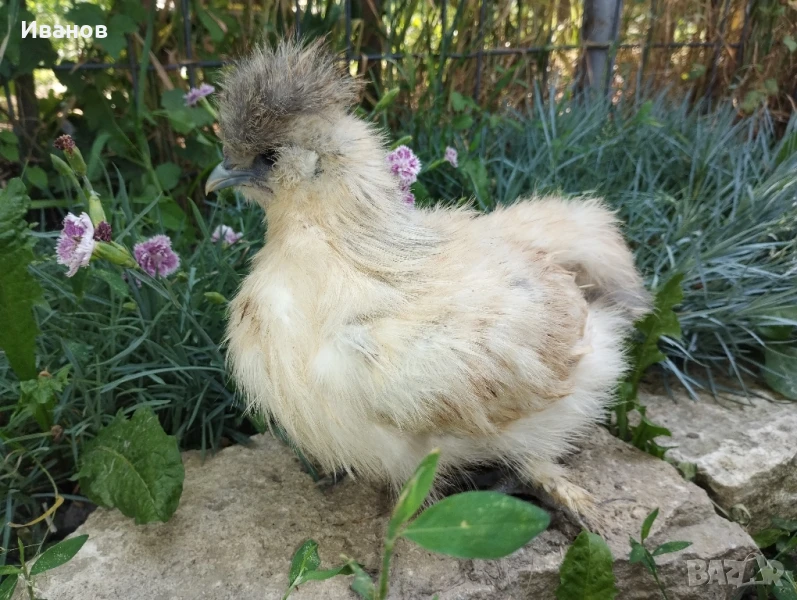 Копринки, млади чифтове , снимка 1