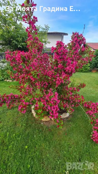 Вайгела, снимка 1