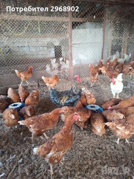 продавам кокошки носачки легхорн и ломан Браун на година и три месеца и легхорн на 10 месеца, снимка 1