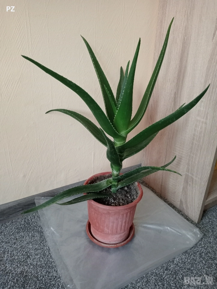 Алое вера в саксия , снимка 1