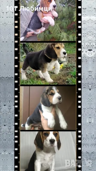 Бигъл с родословие, снимка 1