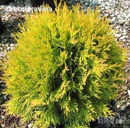 Thuja occ. Golden Globe(Туя златен глобус), снимка 1