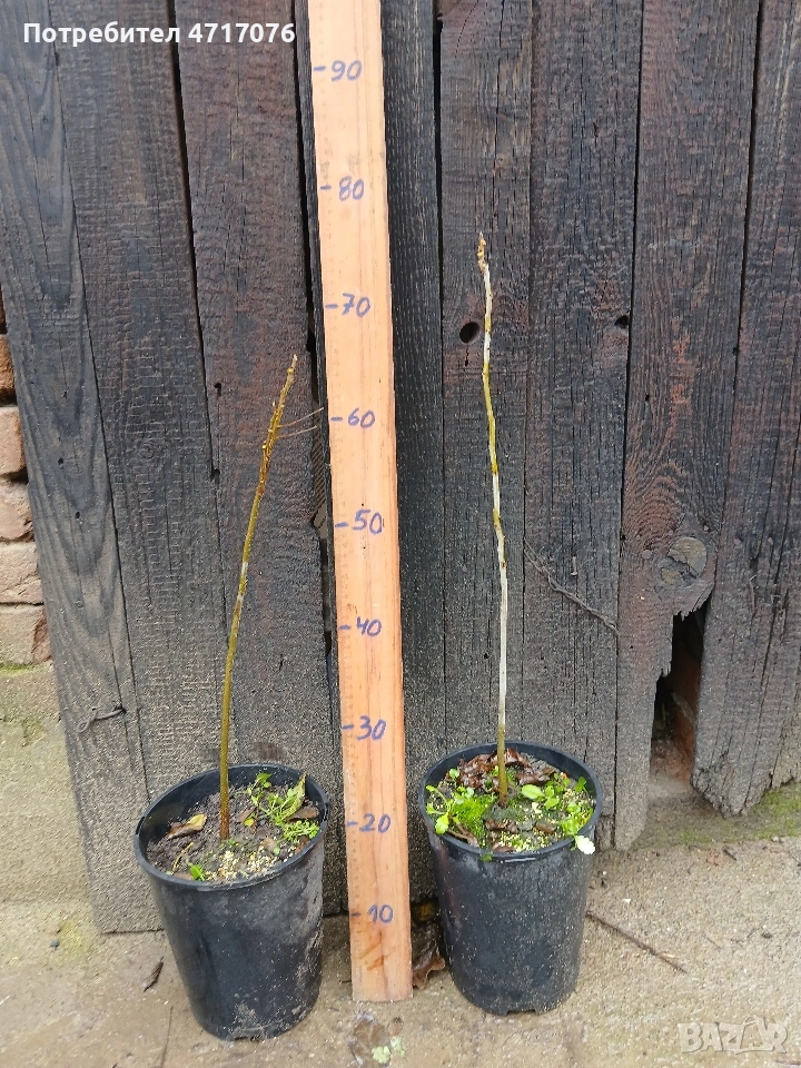 орех Пекан в контейнер , снимка 1