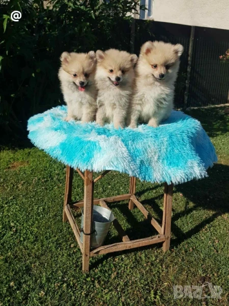 Померан померанчета Гр. София, снимка 1
