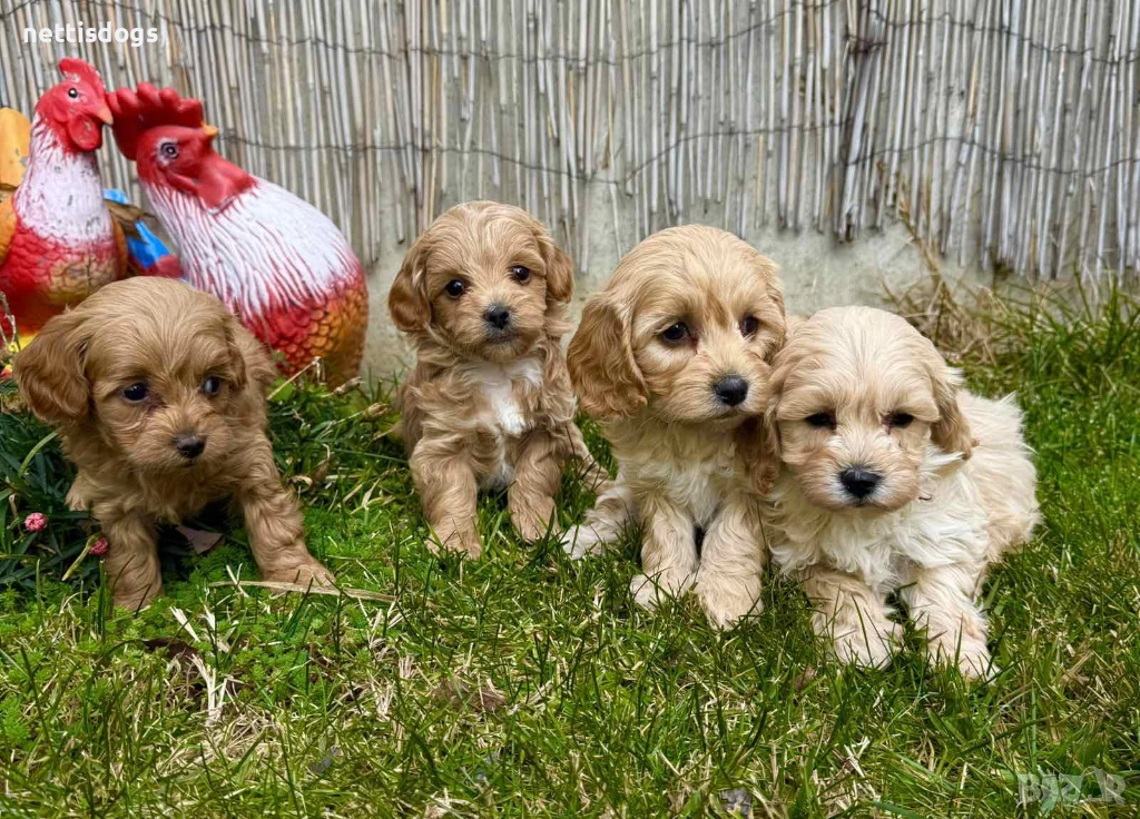 Прекрасни МАЛТИПУ, снимка 1