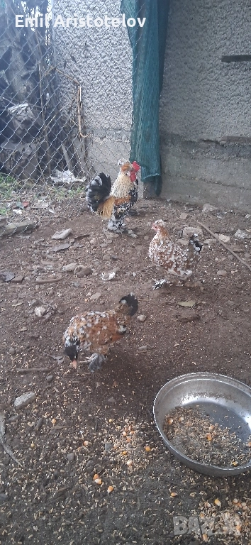 Бреговски джинки , снимка 1