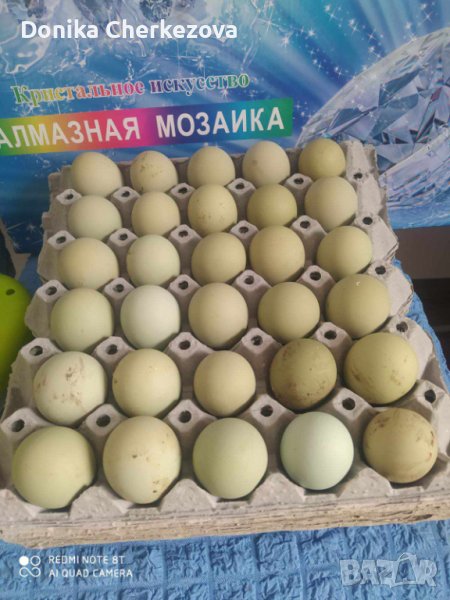 Оплодени яйца от породите катунски и ексел, снимка 1