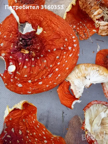 Сушени червени мухоморки , снимка 1