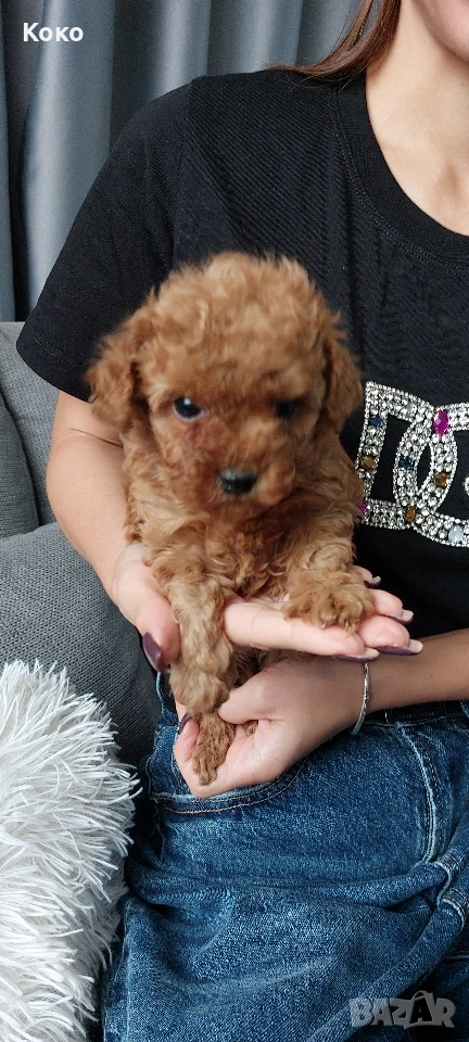 Той пудел/пудели , снимка 1