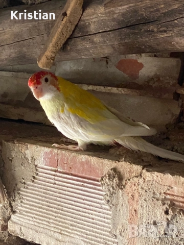 Свободни Розели - Мутация, снимка 9 - Папагали - 50741218