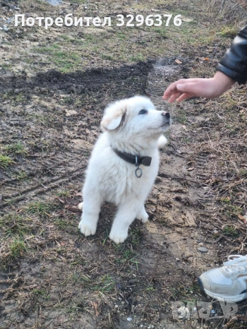 Каракачанско кученце, снимка 5 - Каракачанска овчарка - 54147013