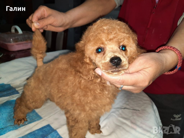 Пудел,мини пудел,пуделче, снимка 2 - Пудели - 36386906