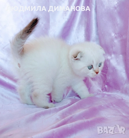 Шотландско мъжко Скоттиш Фолд 