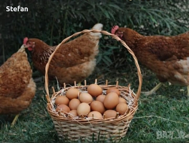 Домашни яйца 
