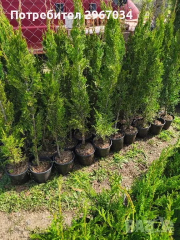 китайска дървовидна хвойна спартан, снимка 2 - Градински цветя и растения - 49920602