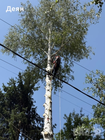Рязане на опасни дървета в половин България  / Арборист / Arborist, снимка 11 - Други услуги - 48507596