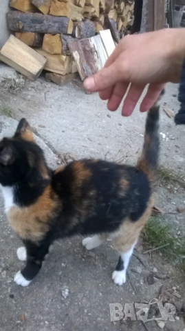 коте, снимка 4 - Други - 52188678