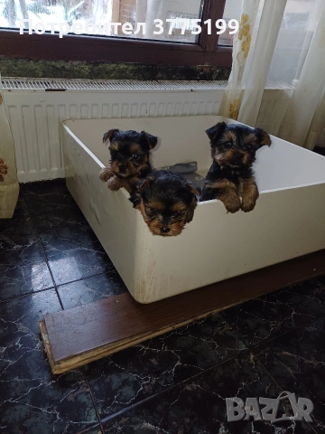 супер йоркита