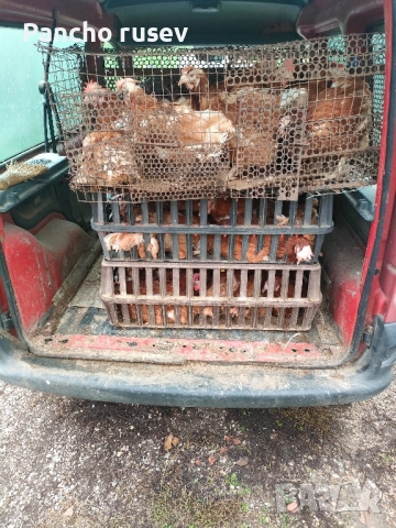 продават се червени кокошки 