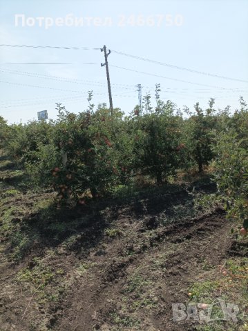 Продавам ябълкова градина, снимка 9 - Земеделска земя - 42316614