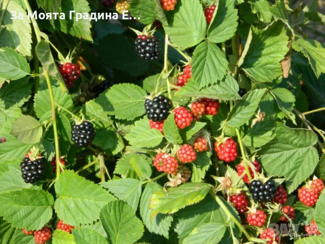 Къпина, снимка 3 - Градински цветя и растения - 49433009