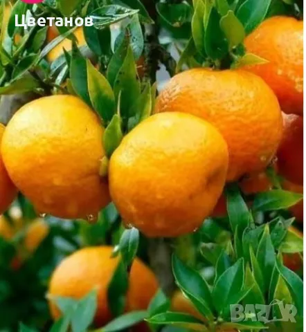 Мандарина Клементина, снимка 3 - Стайни растения - 49672942