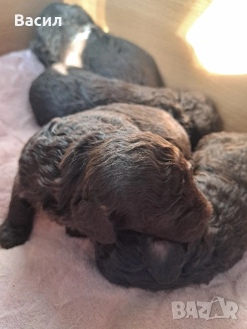 той пудел , снимка 5 - Пудели - 53083573