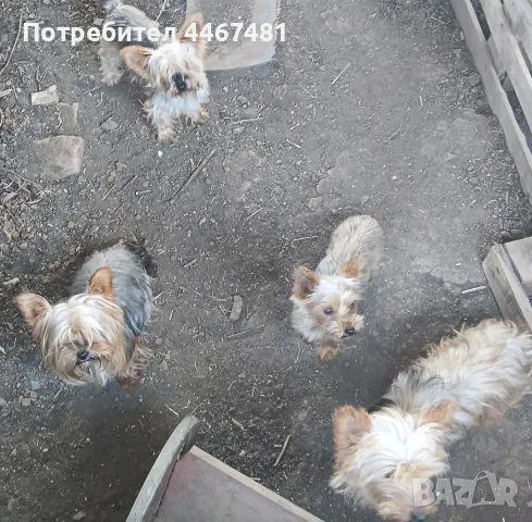 йорки женска,,,