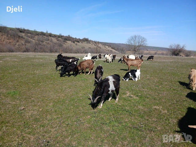 продавам кози и ярета, снимка 11 - Кози - 51835332