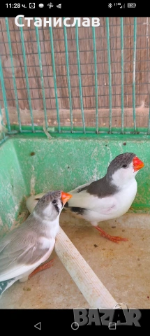 продавам вълнисти папагали, хиликоптери и чачулата амадинка, снимка 9 - Папагали - 53278956