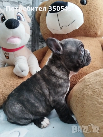 Френски булдок , снимка 7 - Френски булдог - 53276310