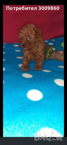 Той пудел , снимка 2 - Пудели - 52921627